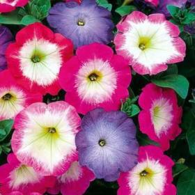 Петуния многоцветковая (Petunia multiflora F1) Merlin Morn Mix, 100 драже