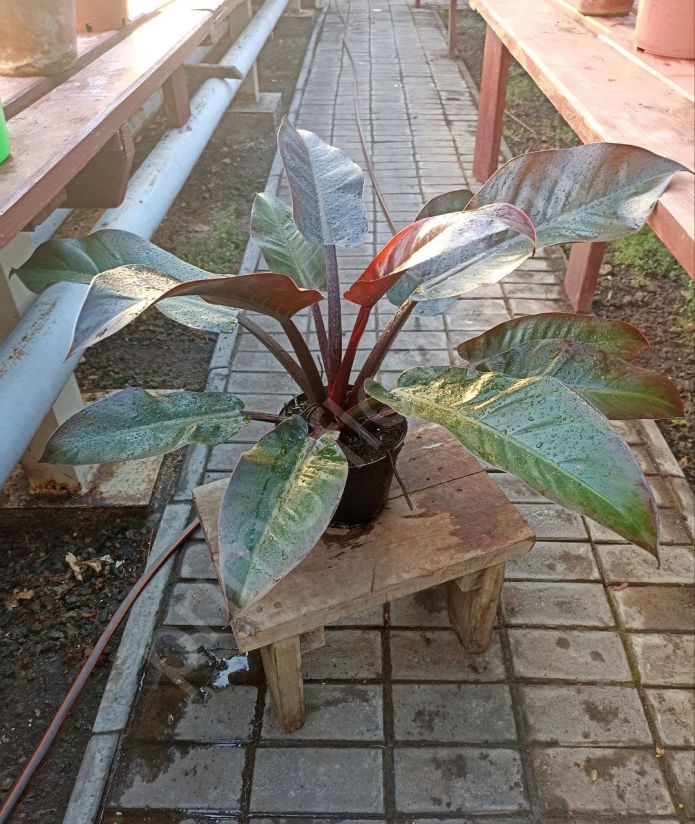 Филодендрон Империал Ред (Philodendron Imperial Red)