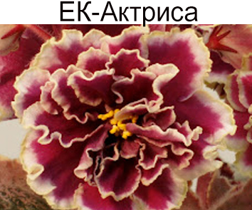 ЕК-Актриса (Коршунова) НОВИНКА