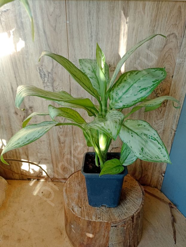 Аглаонема Мария-Кристина