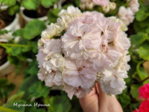 ТАИРА-Любовь Орлова № 0348