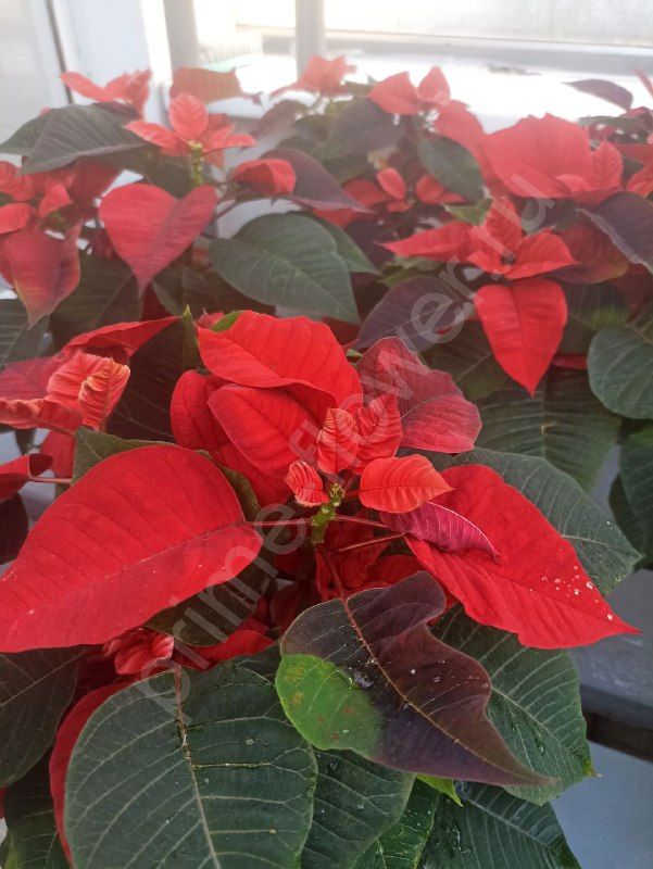 Пуансеттия Cristmas feelings (Рождественская звезда)