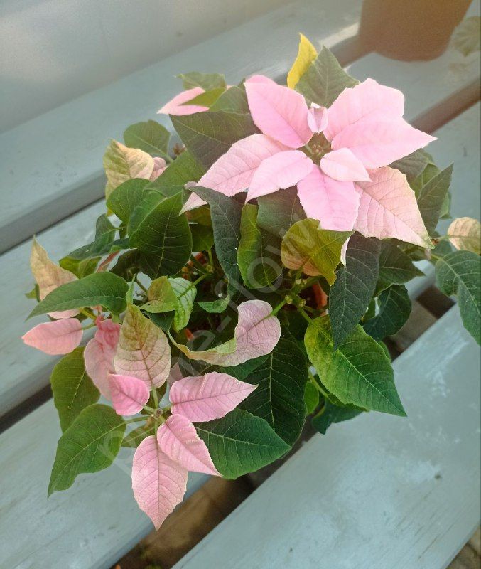 Пуансеттия нежно-розовая (Рождественская звезда)