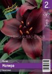 LILIya-MAPIRA-MAPIRA-Aziatskie-gibridy-12-14-2-sht