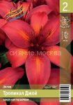 Лилия ТРОПИКАЛ ДЖОЙ (TROPICAL JOY), Азиатские гибриды низкорослые, 10/12, 2 шт