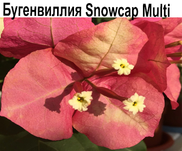 Бугенвиллия Snowcap Multi