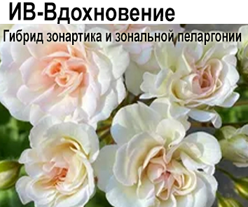 Пеларгония ИВ-Вдохновение, гибрид зонартика и зональной пеларгонии НОВИНКА