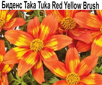 Биденс Taka Tuka Red Yellow Brush