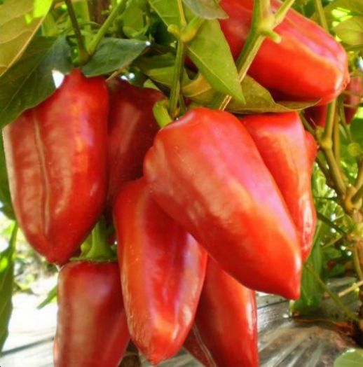 Перец сладкий Лидия, 50шт семян