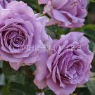 Roza-floribunda-Lyuks-Lav-Song-Rosa-floribunda-Love-Song-1-sht