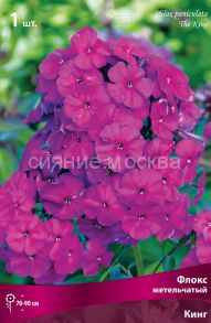 Флокс метельчатый Кинг (Phlox The King) 1 шт