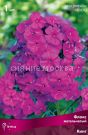 Floks-metelchatyj-King-Phlox-The-King-1-sht