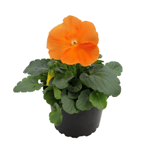 Виола Виттрока (Viola wittrockiana) Inspire DeluXXe Orange, 100 семян