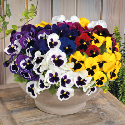 Виола Виттрока (Viola wittrockiana) Inspire DeluXXe Blotch Mix, 100 семян