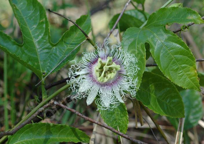Пассифлора Эдулис "Passiflora edulis" или Маракуйя