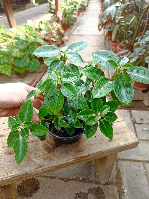 Пеперомия Пикси (Peperomia Pixie)