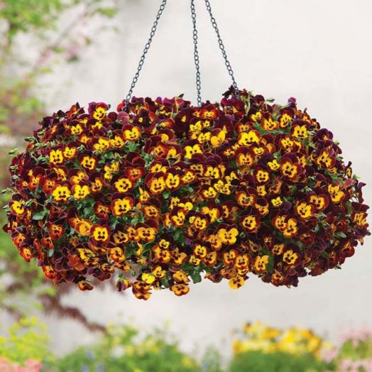 Виола виттрока (Viola wittrockiana) Cool Wave Fire, 10 семян