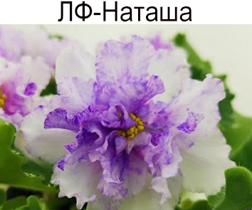 ЛФ-Наташа (Федосеева)