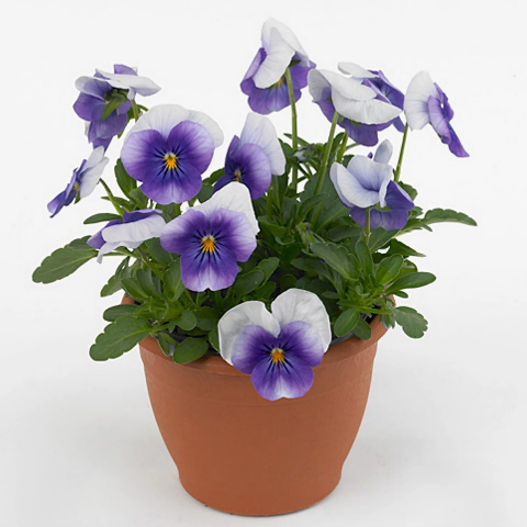 Виола рогатая (Viola cornuta) Sorbet Violet Beacon, 100 семян