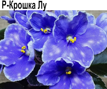 Р-Крошка Лу (Зуб)