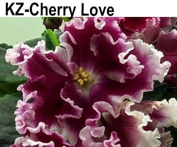 KZ-Cherry Love (Заикина)  НОВИНКА