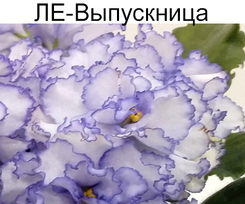 ЛЕ-Выпускница (Лебецкая)