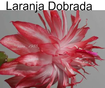 Шлюмбергера Laranya Dobrada