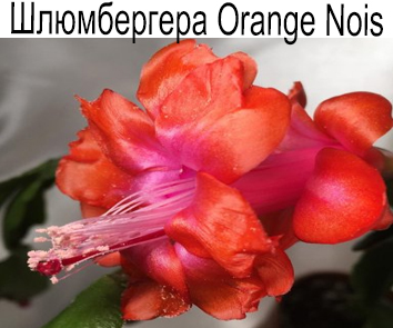 Шлюмбергера Orange Nois