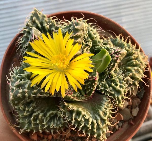 Faucaria tuberculosa 'Super Warty' (pink selection) - Фаукария Бугорчатая Розовая Селекция