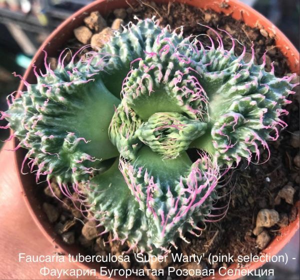 Faucaria tuberculosa 'Super Warty' (pink selection) - Фаукария Бугорчатая Розовая Селекция