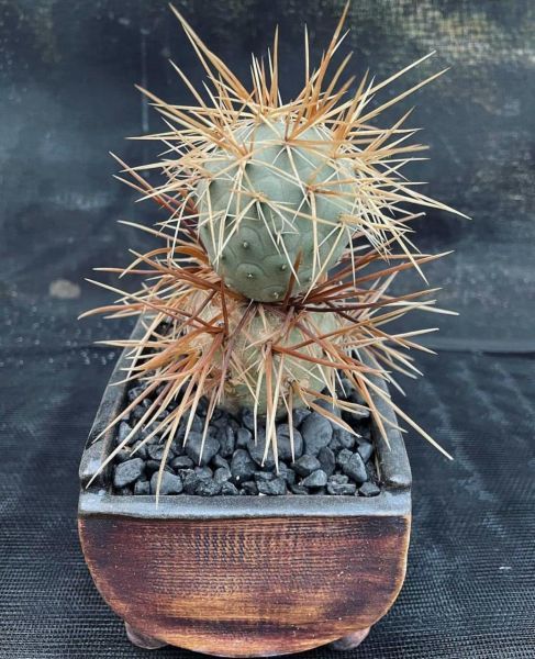 Tephrocactus alexanderi (Тефрокактус Александра)