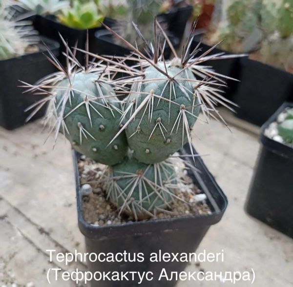 Tephrocactus alexanderi (Тефрокактус Александра)