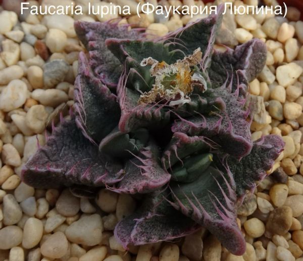 Faucaria lupina (Фаукария Люпина)