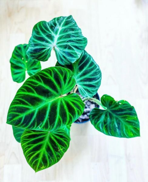 Philodendron verrucosum (Филодендрон Веррукосум)