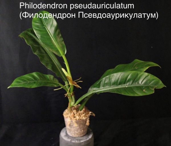 Philodendron pseudauriculatum (Филодендрон Псевдоаурикулатум)