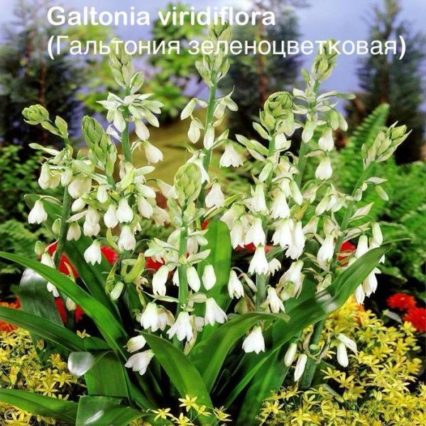 Galtonia viridiflora (Гальтония зеленоцветковая)