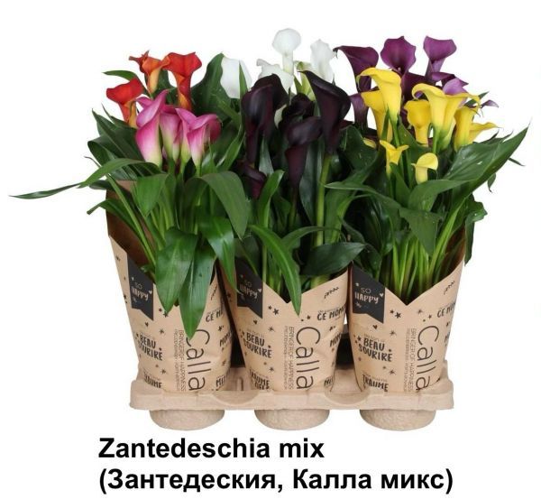 Zantedeschia mix (Зантедеския, Калла микс)