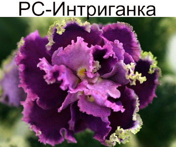 РС-Интриганка