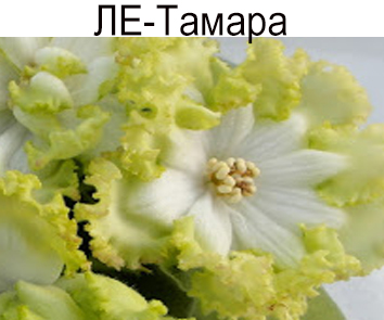 ЛЕ-Тамара (Лебецкая)