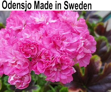 Пеларгония пестролистная карликовая Odensjo Made in Sweden