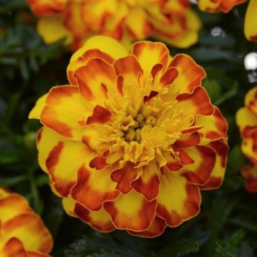 Бархатцы отклоненные (Tagetes patula) Flamenco, 100 семян