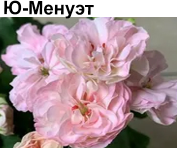 Пеларгония розебудная Ю-Менуэт