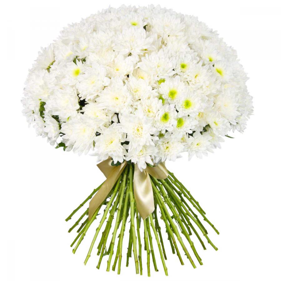 35 кустовых хризантем в ленте